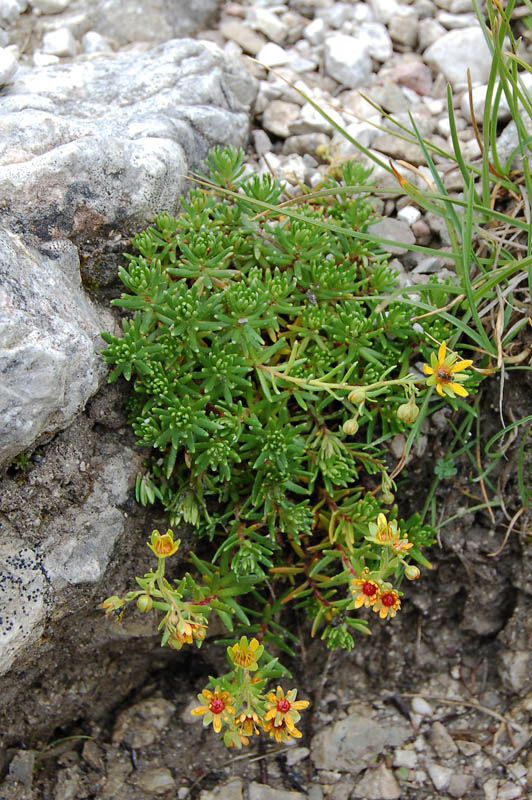 Saxifraga aizoides